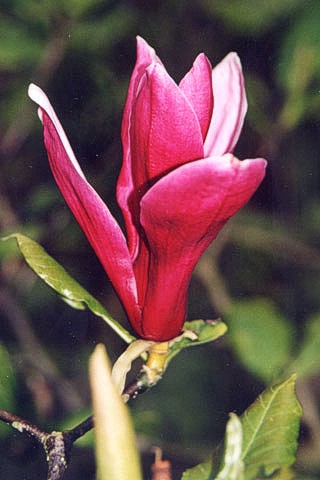 Dunkelblütige Purpur-Magnolie